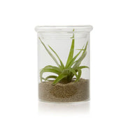 Petri Terrarium